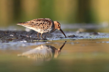 Temminck's Stint Calidris temminckii