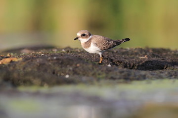 Common ringed plover Charadrius hiaticula