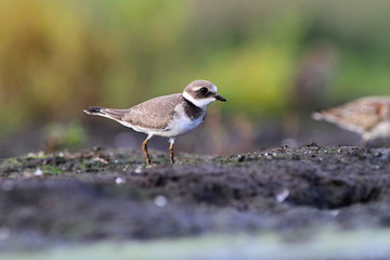 Common ringed plover Charadrius hiaticula
