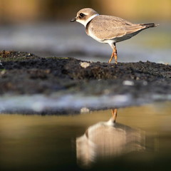 Common ringed plover Charadrius hiaticula