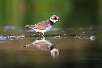 Common ringed plover Charadrius hiaticula