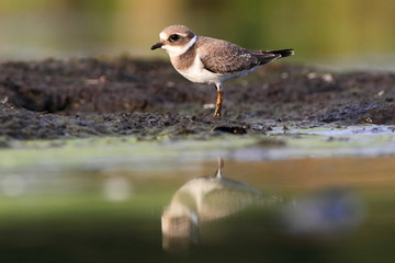 Common ringed plover Charadrius hiaticula