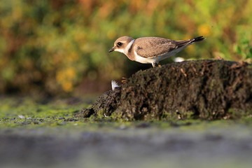Common ringed plover Charadrius hiaticula