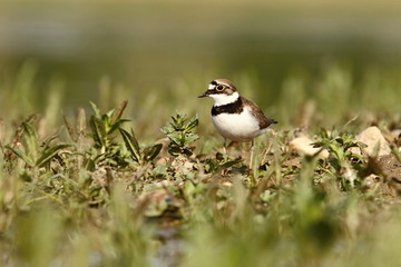 Little Ringed Plover Charadrius dubius