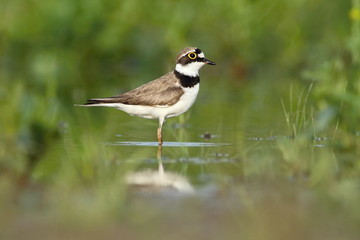 Little Ringed Plover Charadrius dubius