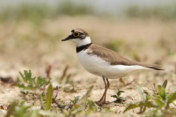 Little Ringed Plover Charadrius dubius