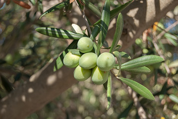 Green Olives
