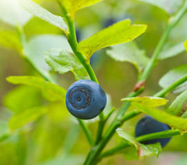 Ripe bilberry