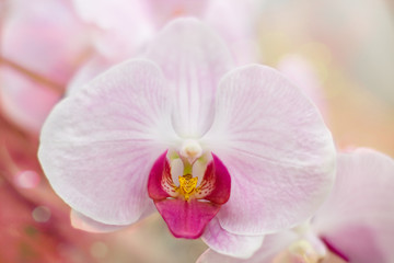 Naklejka na ściany i meble Beautiful Orchid