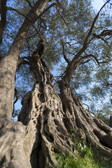 Fototapeta na wymiar old olive tree