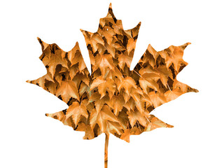 Fototapeta premium Autumn leaf