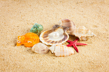 pearl on the seashell . The exotic sea shell . Treasure from the