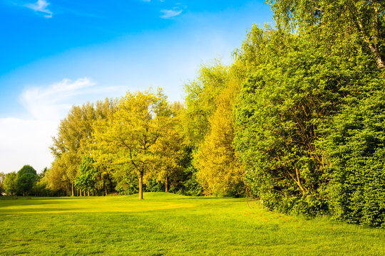 green field and trees.  Summer landscape with green gras