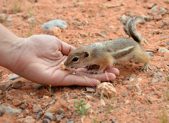 Hand-fed squirrel