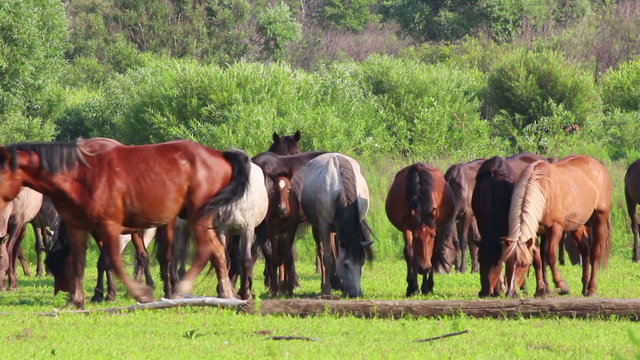 horses grazing on pasture