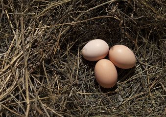 three eggs in the nest