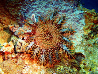 Starfish, Vietnam