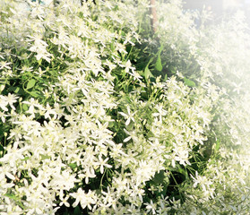 Background from white clematis