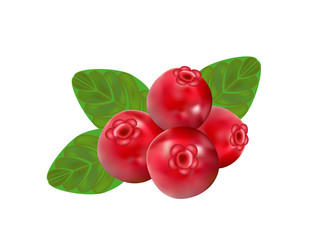 cranberry