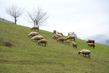 Fototapeta premium Sheep on a hillside