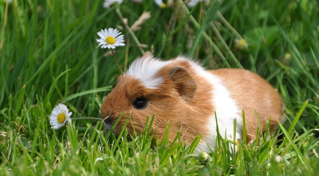 baby-meerschweinchen-469-stock-adobe-stock