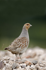 Grey partridge, Perdix perdix, 