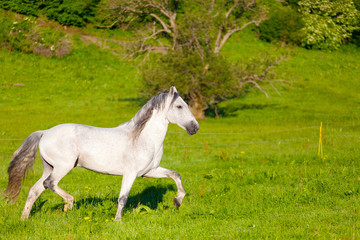 Obraz na płótnie Canvas Gray Arab horse gallops on a green meadow