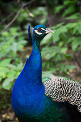Obraz premium Peacock portrait