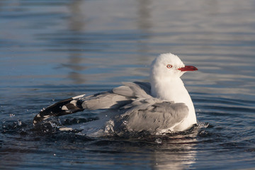 red-billed gull bathing in river
