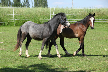 Fototapeta na wymiar Two adorable welsh pony foals in summer