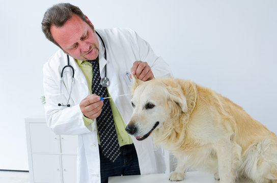 tierarzt untersucht einen hund
