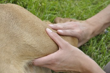 Hundephysiotherapie