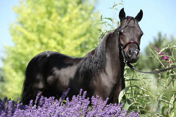 Black miniature horse behind purple flowers