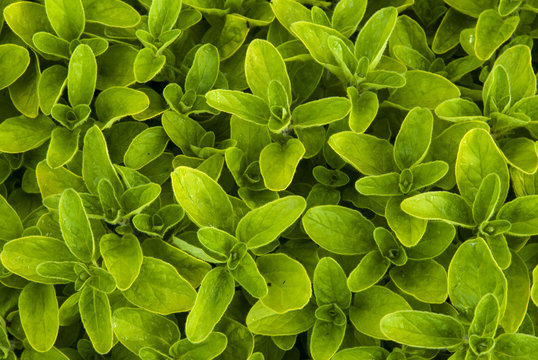 origan, variete Thumble, origanum vulgare