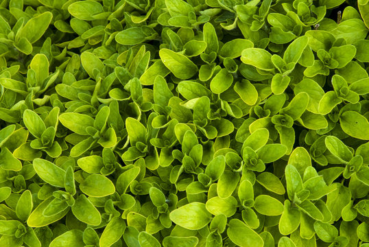 origan, variete Thumble, origanum vulgare