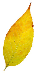 leaf