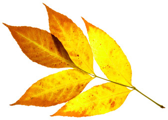 leaves