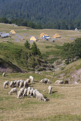 Fototapeta na wymiar A herd of sheep on the mountain Bjelasica, Montenegro