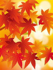 Fototapeta premium 紅葉_秋