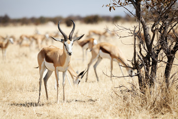 springbok