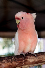 Major mitchell's cockatoo