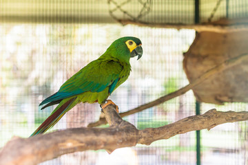 Green macaw