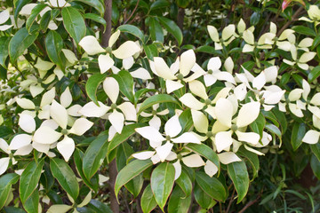 Cornus Hongkongsensis fleuri
