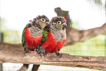 Two crimson bellied conure