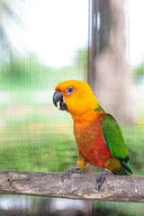 Colorful jandaya conure