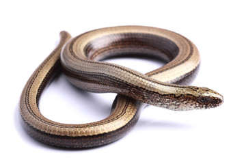 Female of Slowworm (Anguis fragilis) isolated on white