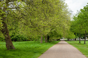 Sentiero tra gli alberi, Hyde Park, Londra