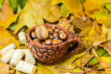 Hazelnuts in autumn