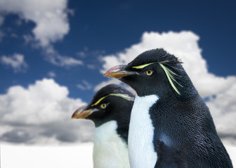 Fototapeta na wymiar Penguins on the Prowl