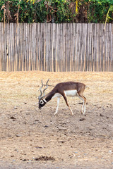 black buck walking vertical